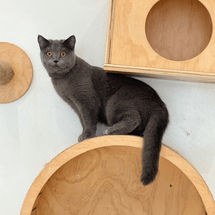Luxury Cat Hotel