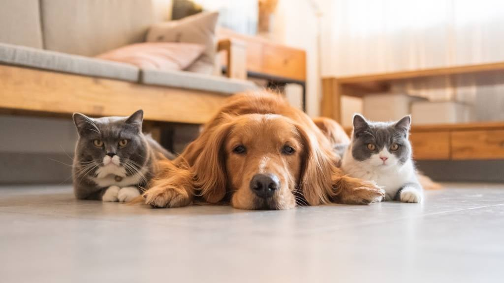 Pet Travel Restrictions By Breed For Dogs And Cats