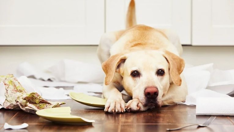 Crate Training a Puppy: How to Prepare for an International Flight